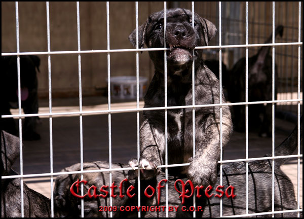 Presa Canario puppies for sale