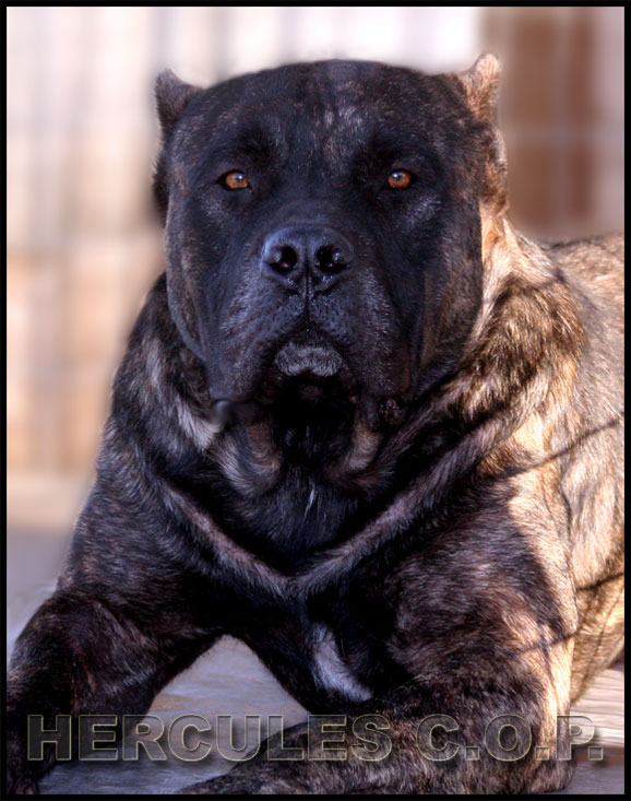 presa canario puppies for sale white presa canario puppies for sale eighteen 492 investingbb presa canario puppies for sale white presa canario puppies for sale eighteen 492 investingbb