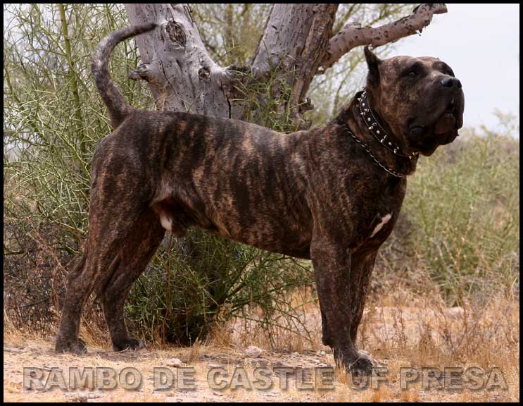 presa canario puppies for adoption