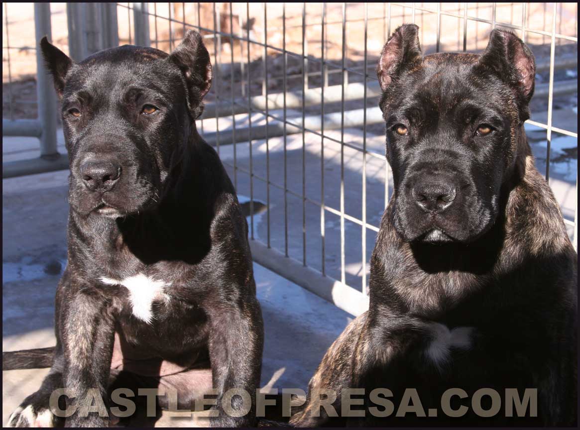 imported presa canario pups for sale