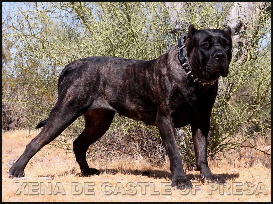 imported presa canario pups for sale