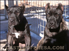 Female and male from Panthera and Phantom litter