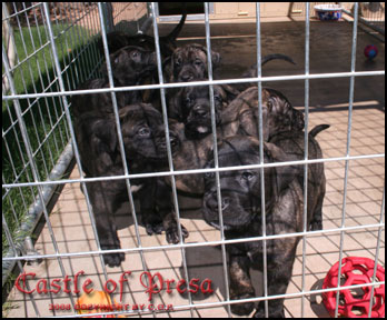 Puppies from Electra's previous litters