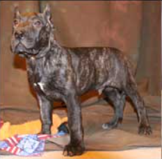 Presa Canario Puppy