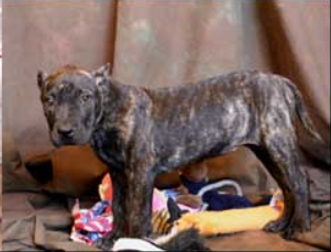 Presa Canario Puppy