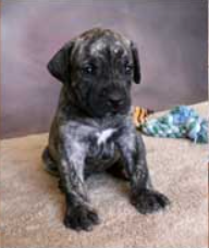 Presa Canario Puppy