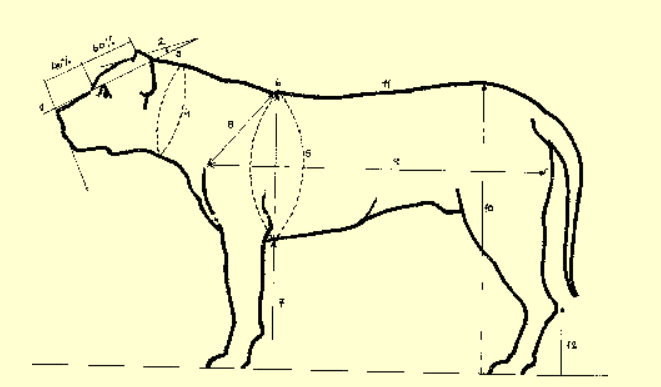 UKC Standard of Presa Canario