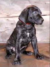 Presa Canario Puppy